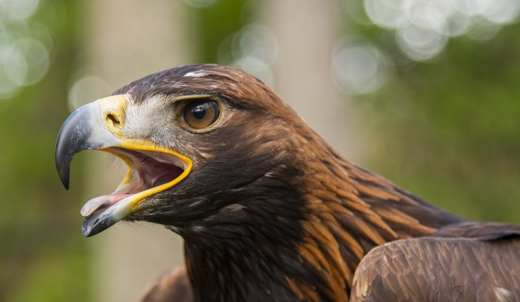 South of Scotland Golden Eagles Project