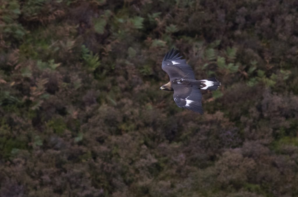 Golden Eagle release in southern Scotland