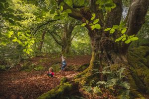 Fantastic Forest Festival suitable for all ages.