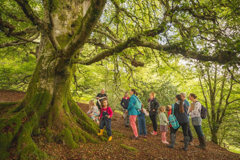 Fantastic forest festival