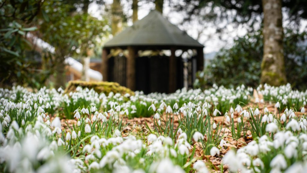 Snowdrop Display at Drumlanrig Castle